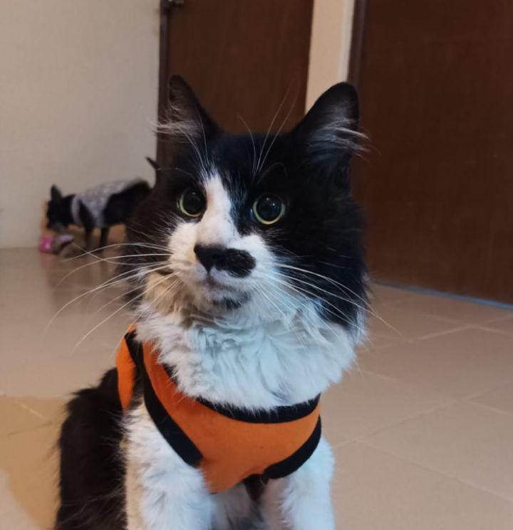 Fotografía de gato negro y blanco
