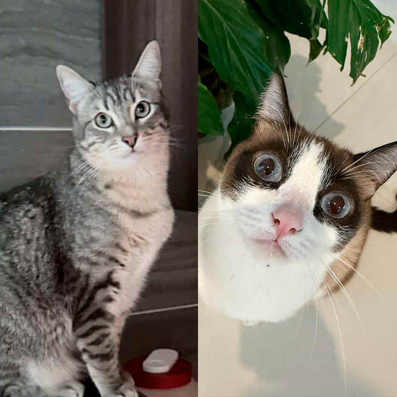 Fotografía de dos gatos