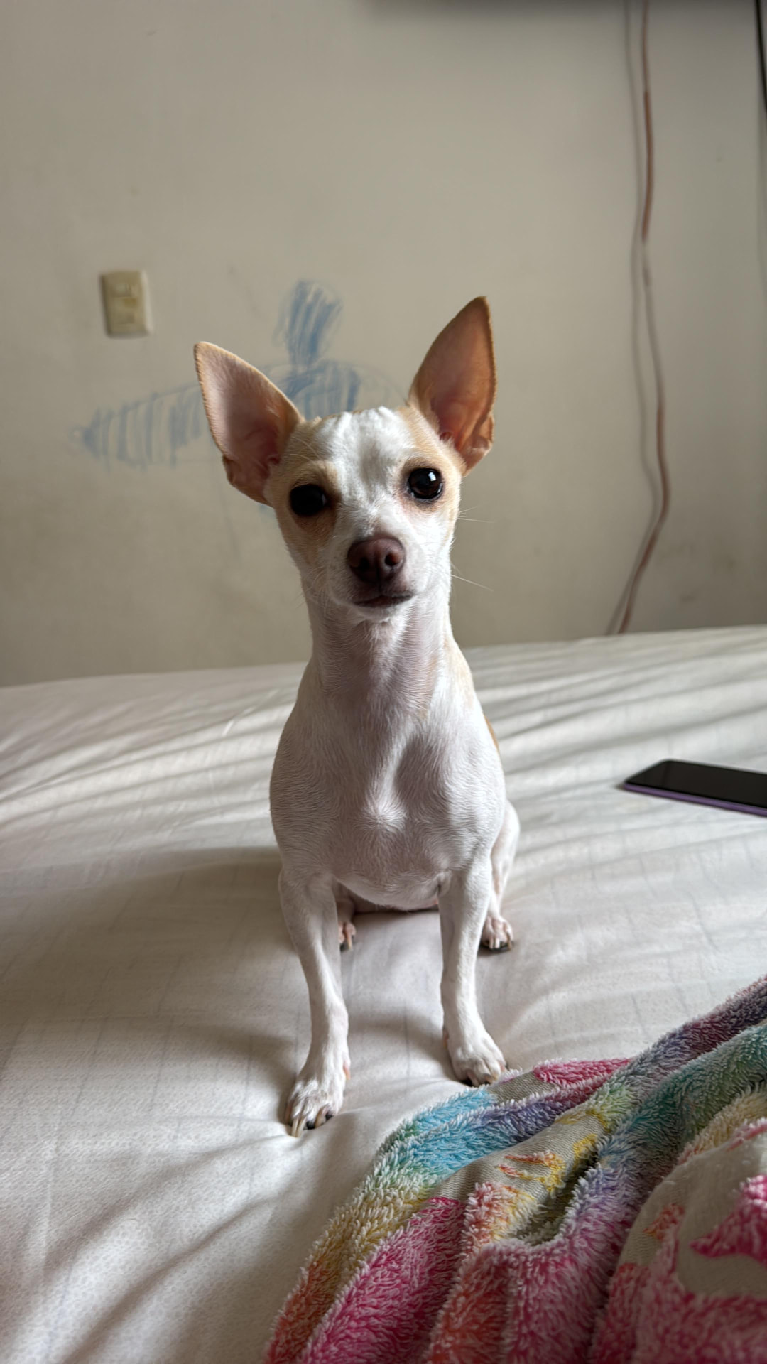 Fotografía de Pastel, chihuahua