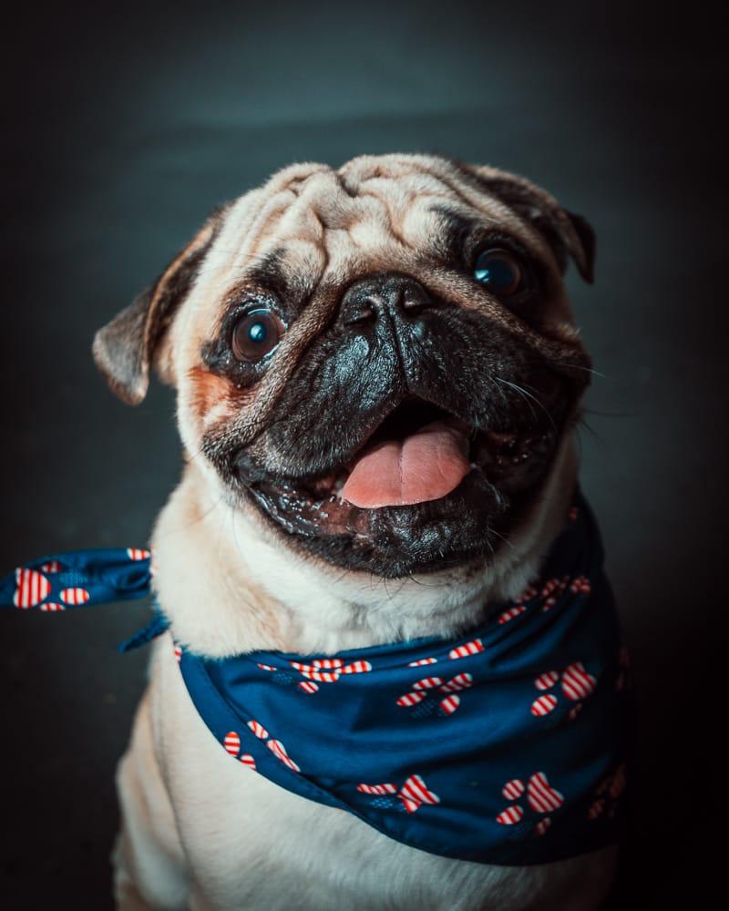 Fotografía de pug con bandana azul